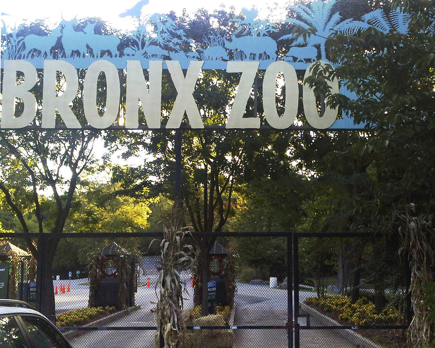 Tiger At Nyc Zoo Tests Positive For Coronavirus Talking Points Memo